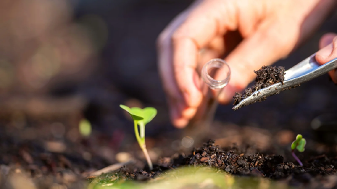 Hand putting garden soil in testtube with a seedling in foreground