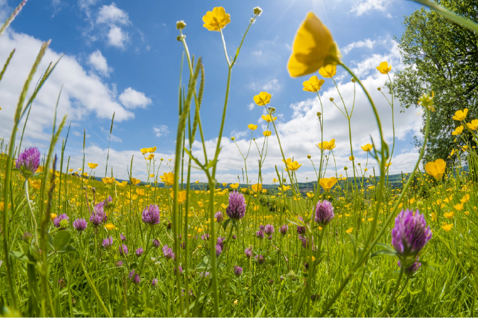 Grassland with yellow and purple flowers