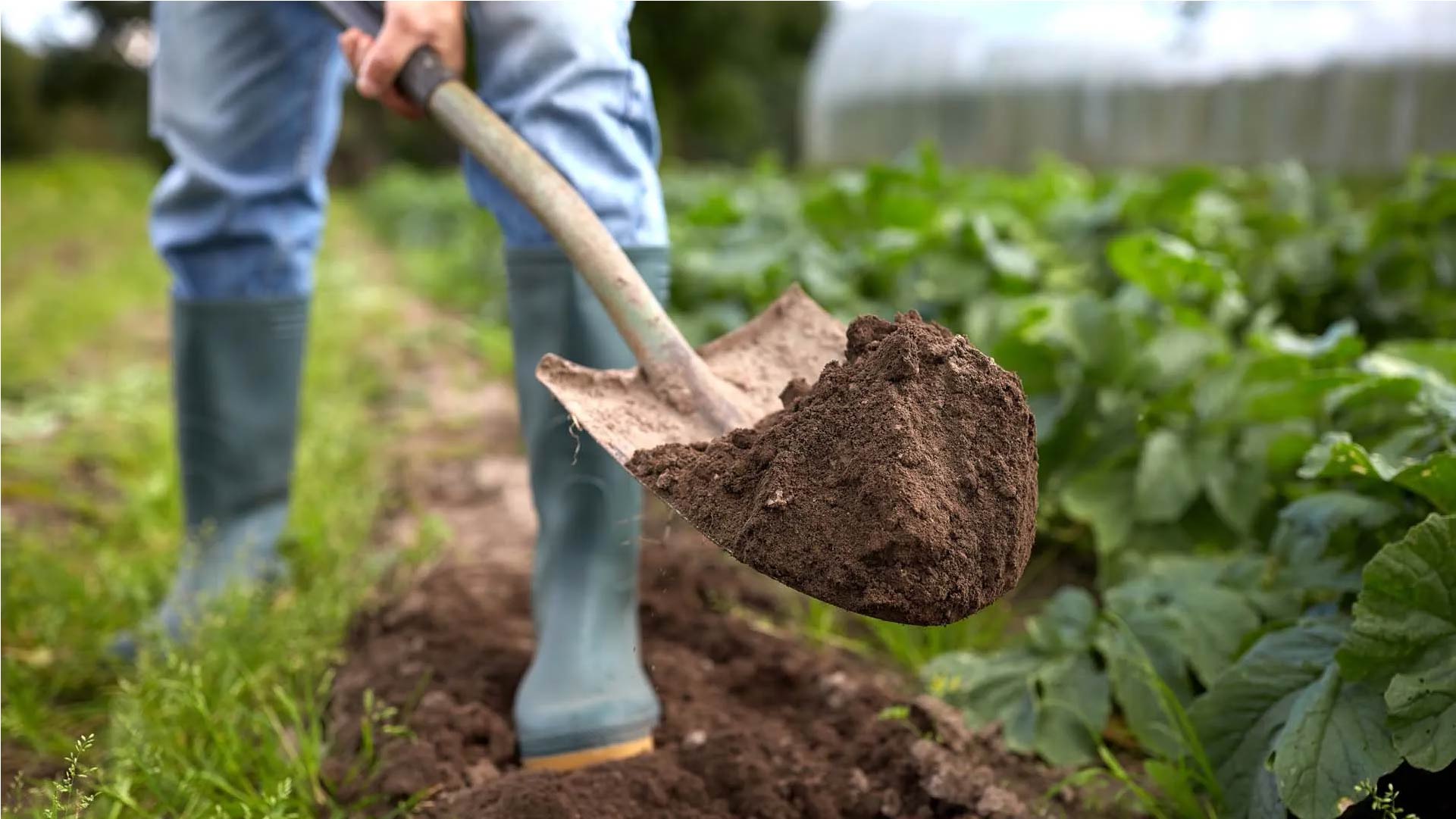 Irish garden and growing space